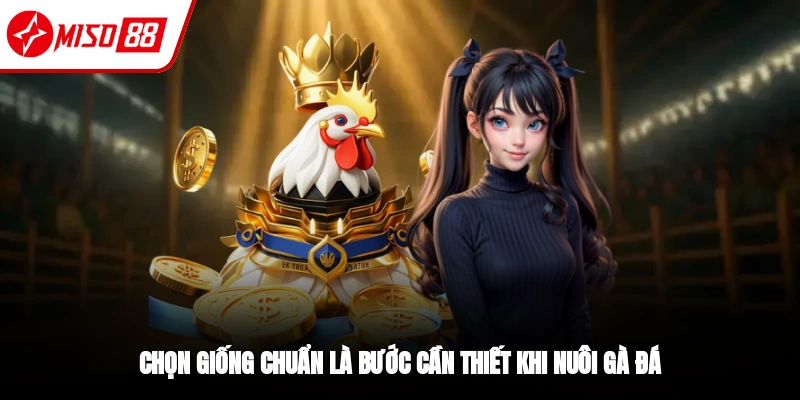 Chọn giống chuẩn là bước đầu trong cách nuôi gà đá